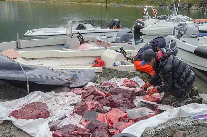 209 - Groenlandia - Narsaq - puerto y punto de venta de la pesca local - hoy ballena